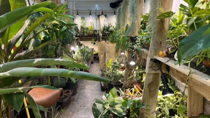 plant obsession trend